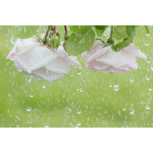 USA, Washington State, Seabeck Roses in rainfall